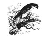 Sparrow Hawk (Falco nisus), Heb. NeTs, (Lev.11.16, Deut.14.15)